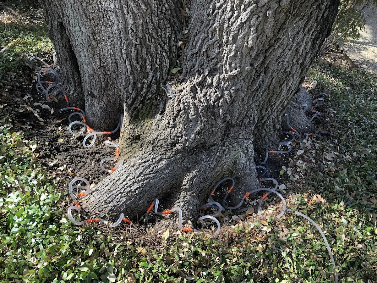 Detailed Tree Cabling and Bracing job site in Rensselaer Falls