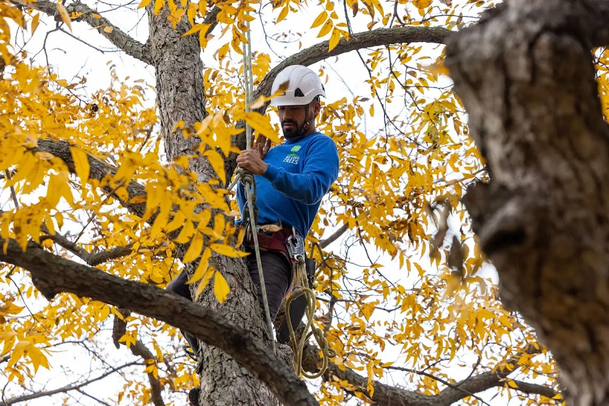 Skilled Tree Pruning crew working in Rensselaer Falls